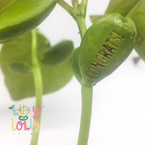 Plantable Bean A Beautiful Baby Girl Card