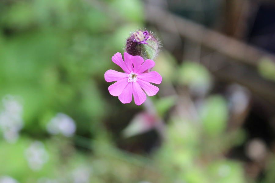 Red Campion Seedball Wildflower Tube